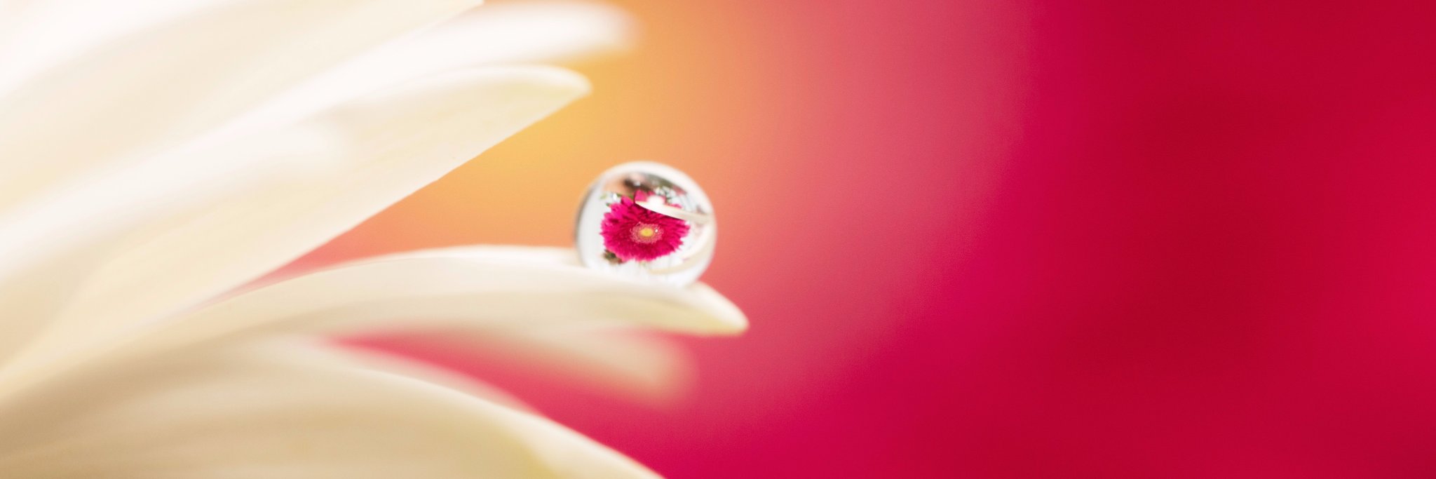 Hiroki Uchida banner