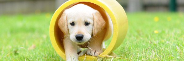 GuideDogsCymru Profile Banner