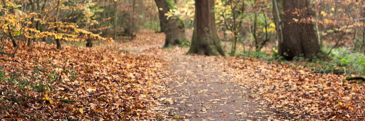 Sheffield Sustainability Network banner