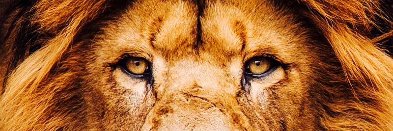 connorsisson75's profile banner image