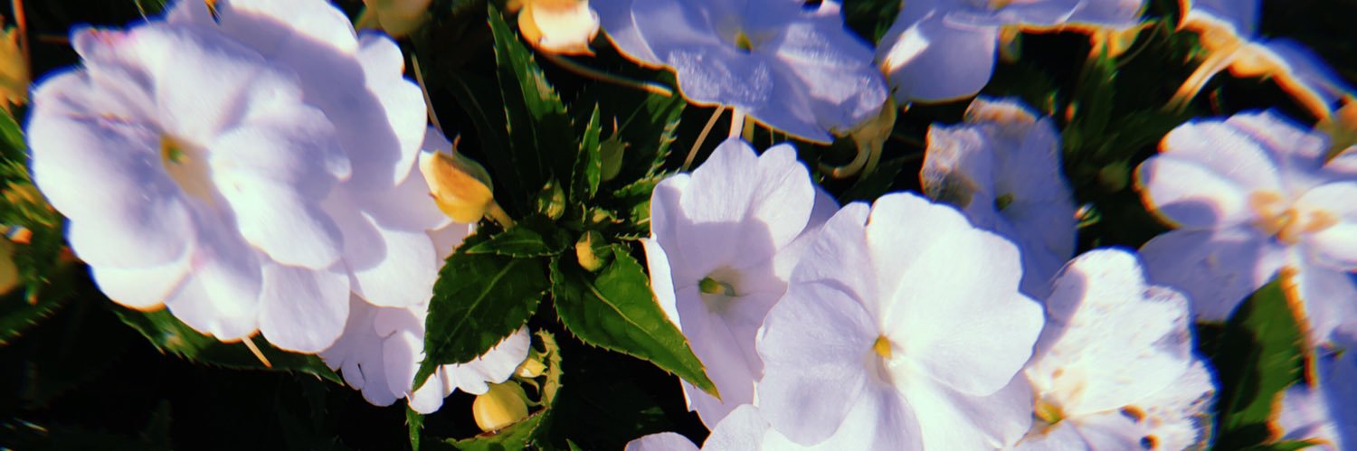 srnn_kei's profile banner image