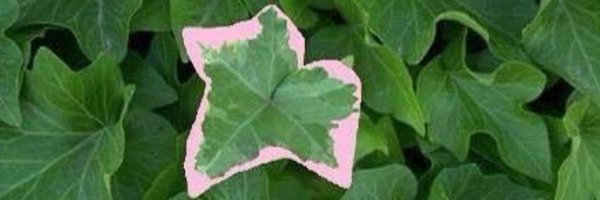 CynthiaByron4 Profile Banner