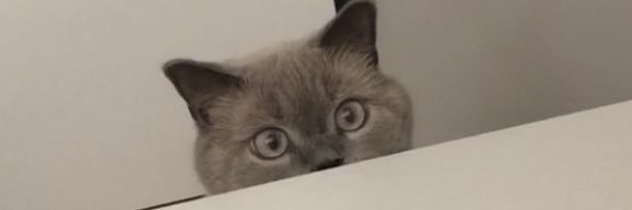 Sulovakya's profile banner image