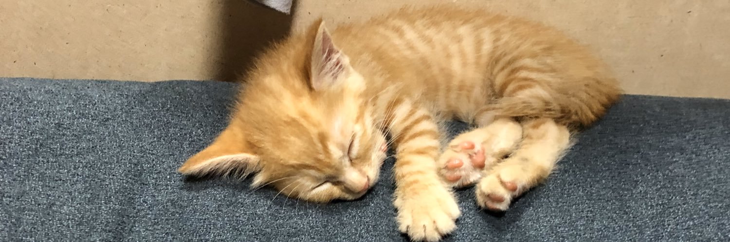 🎃サミタロスさん🍎 banner