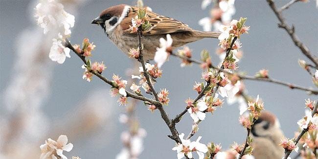 sparrow_bot1's profile banner image