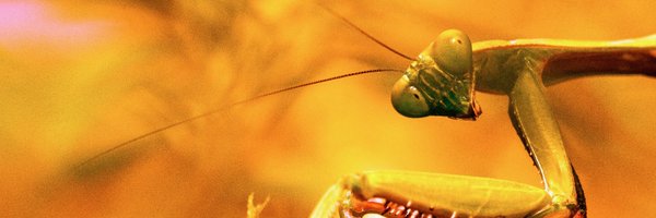 The Golden Mantis Profile Banner