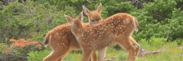 PixyNicky's profile banner image
