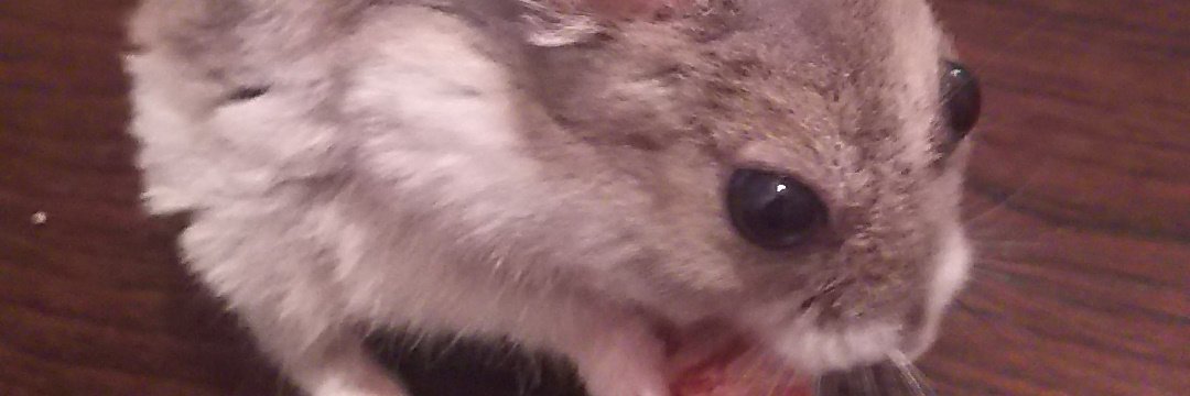 more_shouyu's profile banner image