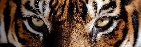 Michaeligbo_ Profile Banner