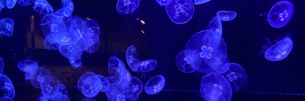 bashira0777 Profile Banner