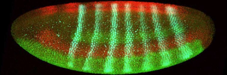Stathopoulos Lab banner