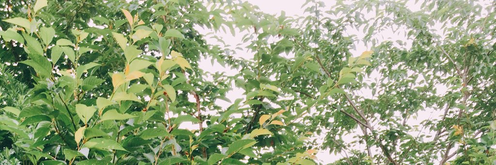 kotonohahen's profile banner image