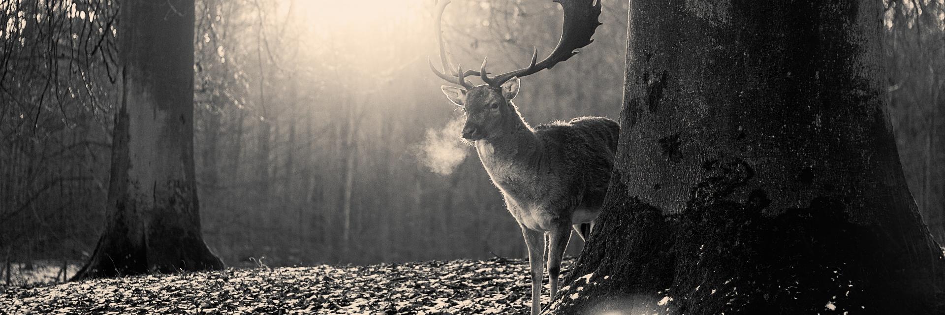 realPArzi's profile banner image
