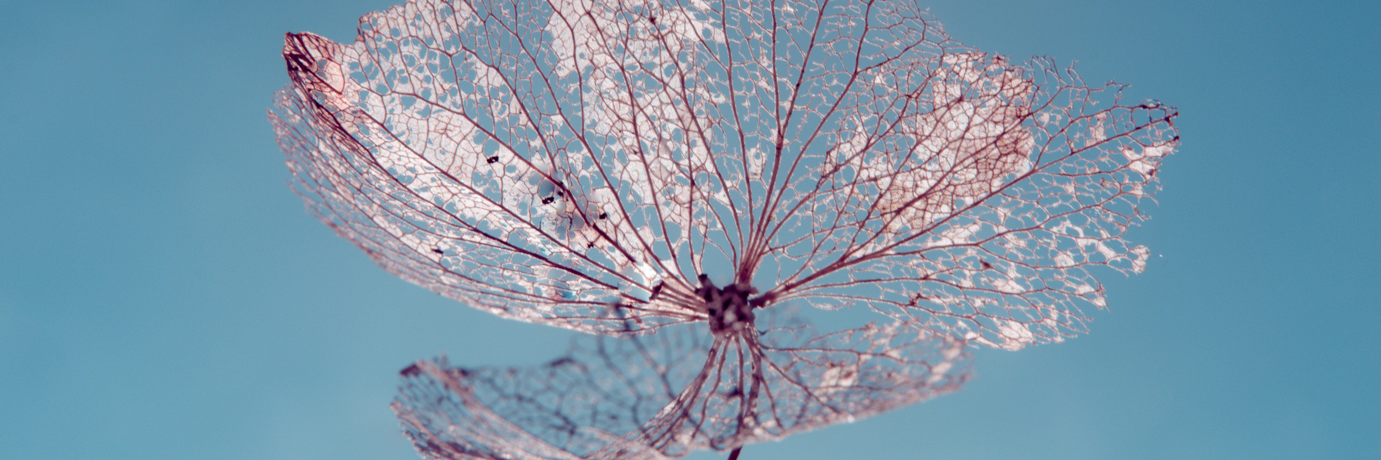IngridDeelstra's profile banner image