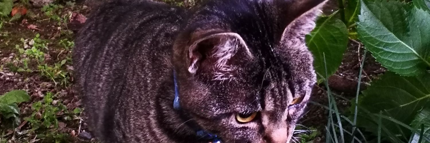 Precious_C_623's profile banner image