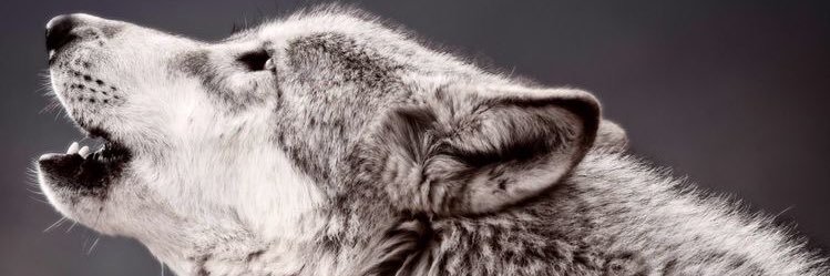 aleister__crowl's profile banner image