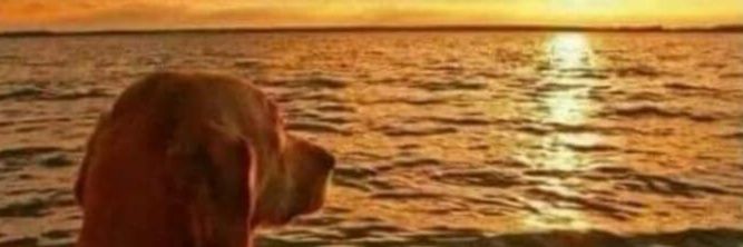 Bohmuckl's profile banner image