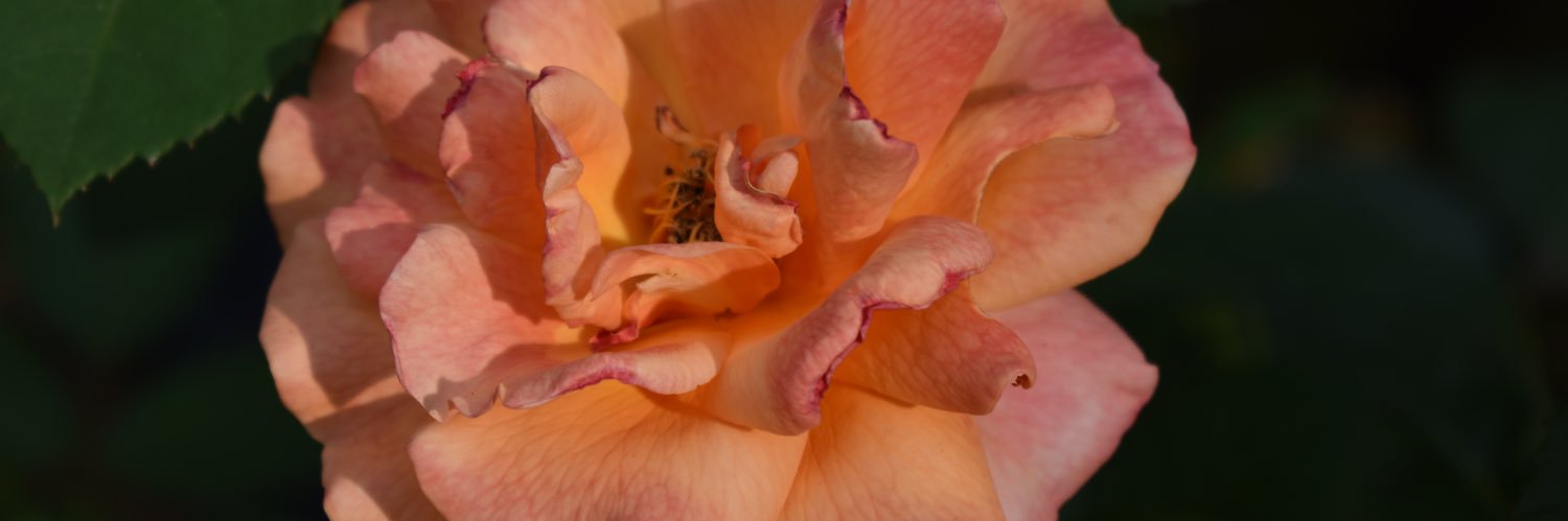 Kaneki🇳🇬🇸🇱🇰🇪 banner