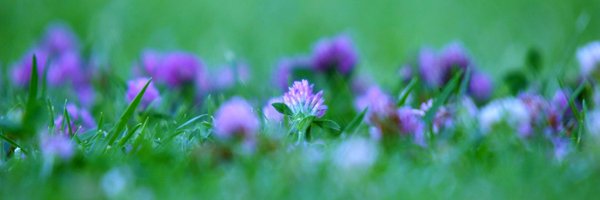 drstefanielip Profile Banner