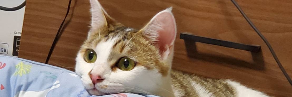 anchanpp's profile banner image