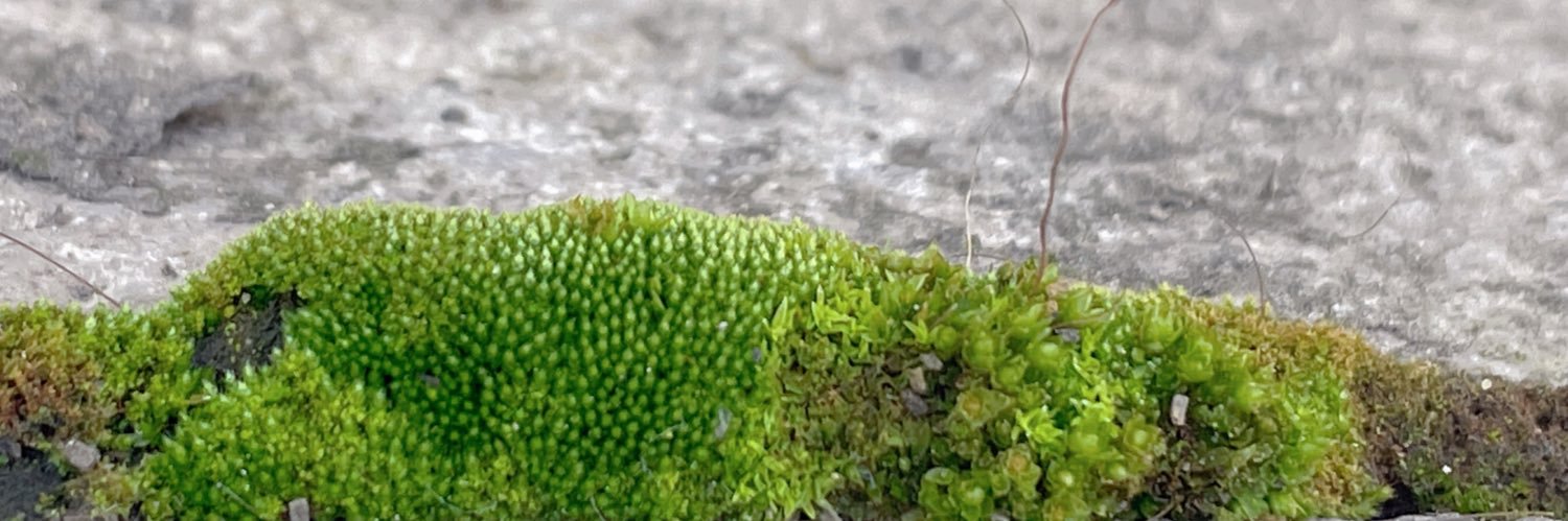 DYLSCBC's profile banner image