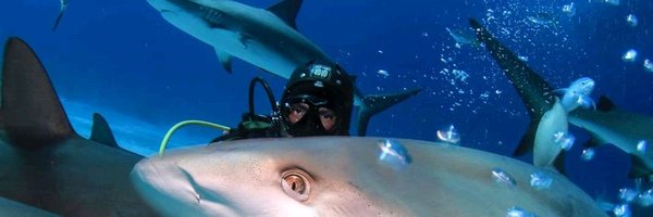 tiburon_pepe Profile Banner