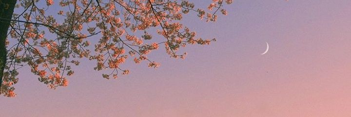 tiantica's profile banner image