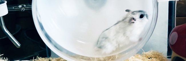 ほしまる⭐️ banner