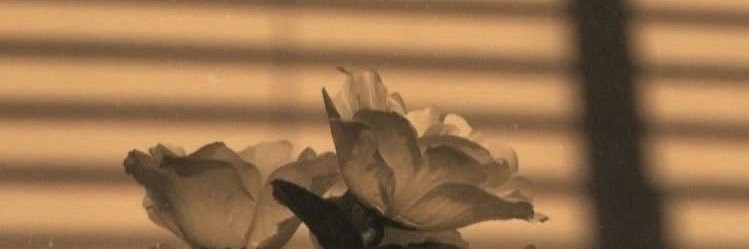 Anya0219's profile banner image