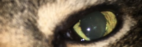 Memphis Tigers/Tennessee Titans Fan banner