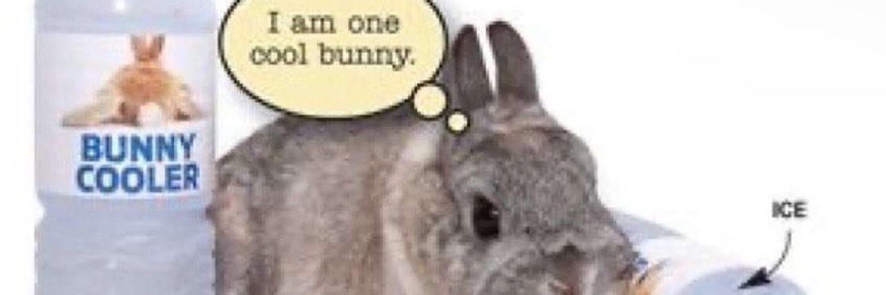 auggie🐇's banner