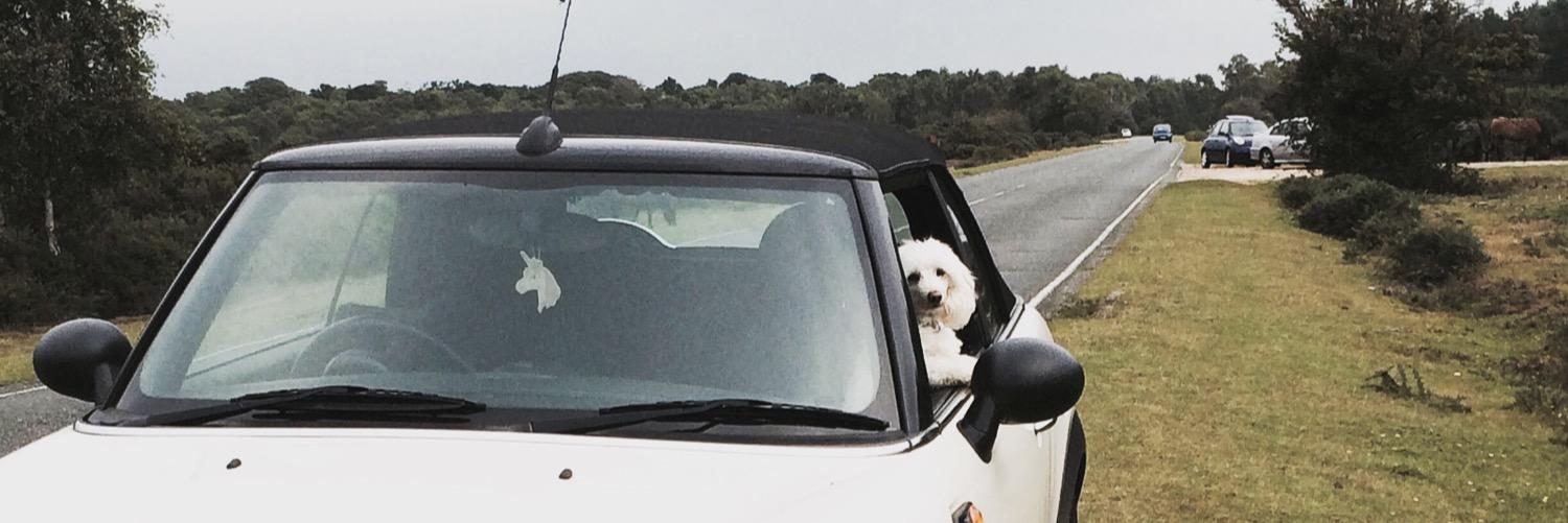 Phoebe_Bull's profile banner image