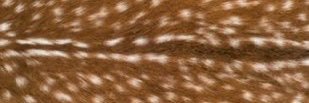 deerchael's profile banner image