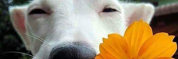 preziozamami's profile banner image