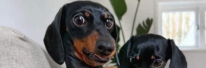 Maunzowalker's profile banner image