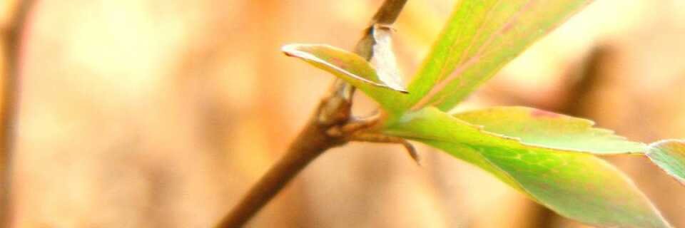 Craig Lybarger banner