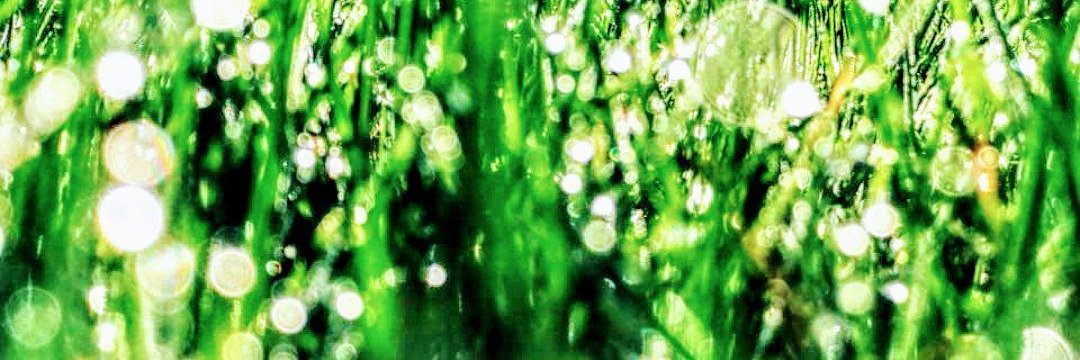 Anna GoldRocket ❤️ banner