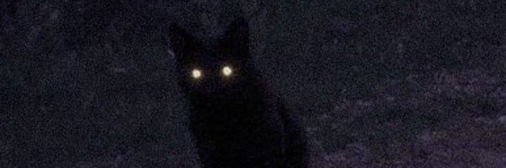 makcerel's profile banner image