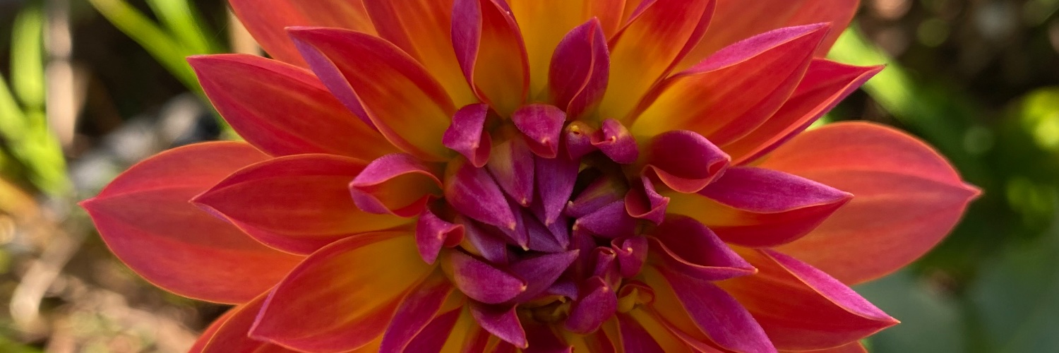 Jackie D'Elia banner