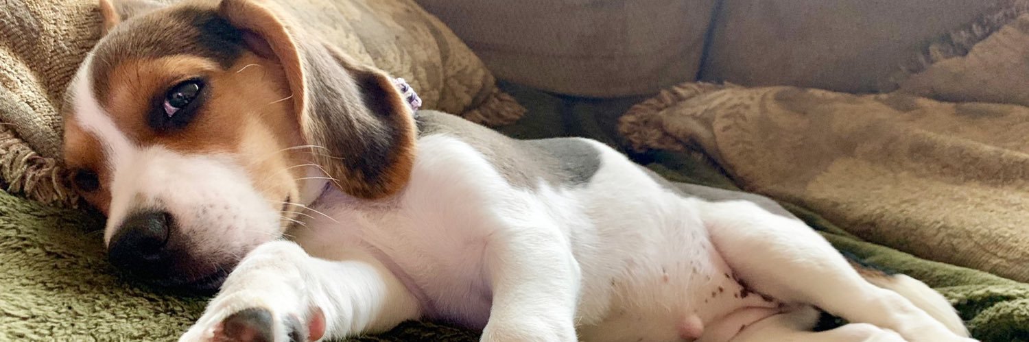 BaileyBeagle5's profile banner image