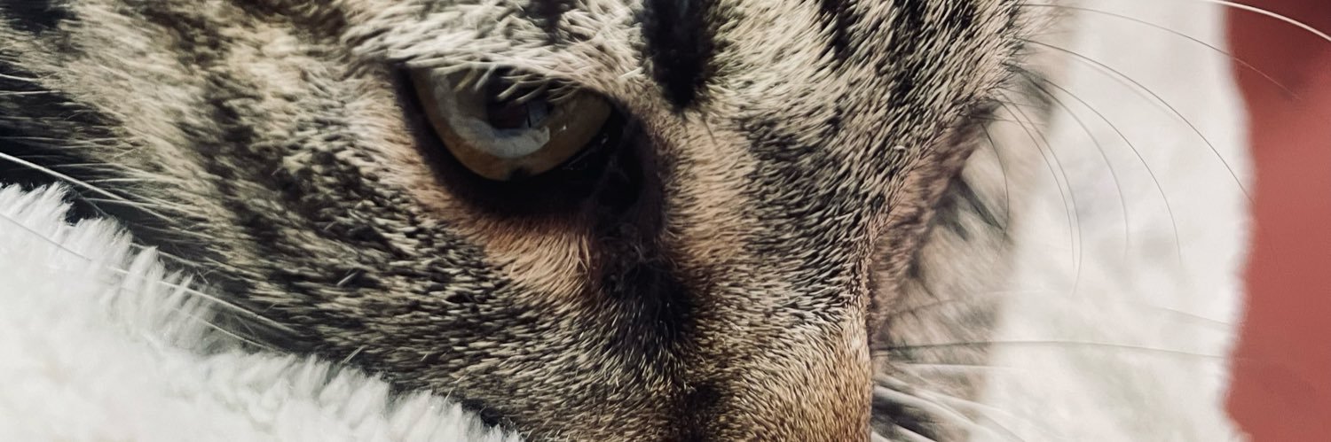 Vetsanpablo's profile banner image
