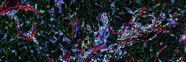 HolzelMichael Profile Banner