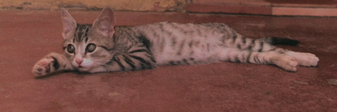 Víctor Manuel banner