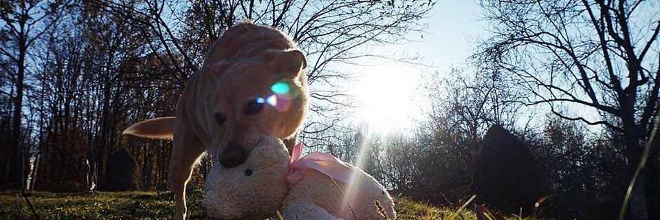 Pa_Uuu's profile banner image
