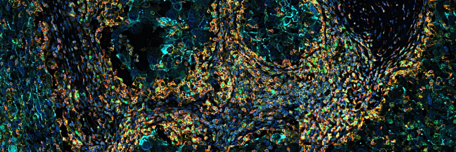 IEO_HölzelLab banner