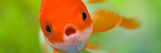 𝑴𝒂𝒓𝒊𝒂𝒏𝒂🥼🐟 (Very slow) banner