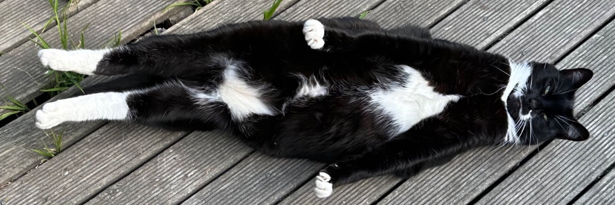 Kārikiōrangi banner