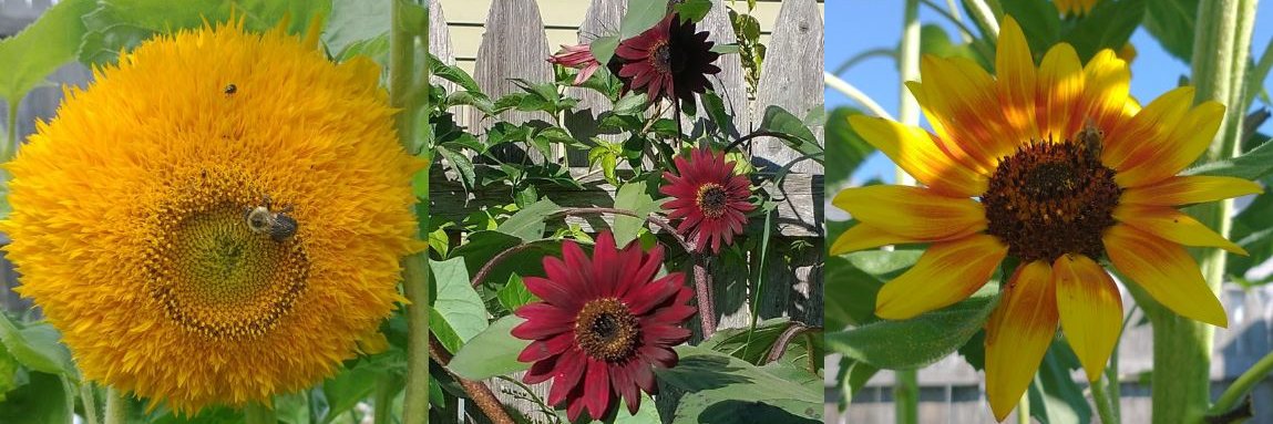 Glass Half Full 🇺🇸 banner