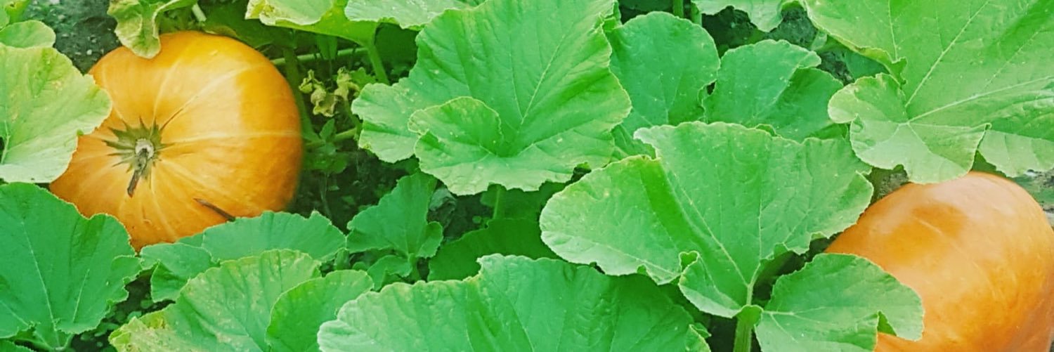 GeoffraySirolli's profile banner image
