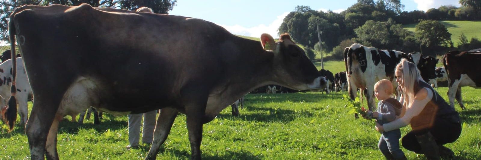 BankDairy's profile banner image